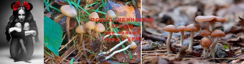 Псилоцибиновые грибы Magic Shrooms  магазин    Калуга 